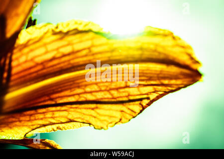 Schöne orange Tiger Lily oder Gerbera Blumen im Garten blühen, vorsätzliche Farben übertrieben, Overprocessed, abstrakten Zweck, Farbfilter Stockfoto