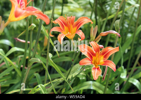 Orange und gelbe Taglilien in verschiedenen Stadien der Blüte in einem Garten in Wisconsin, USA Stockfoto