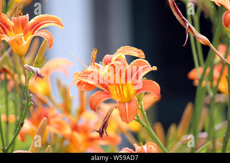 In der Nähe von Orange und gelbe Taglilien in verschiedenen Stadien der Blüte in einem Garten in Wisconsin, USA Stockfoto