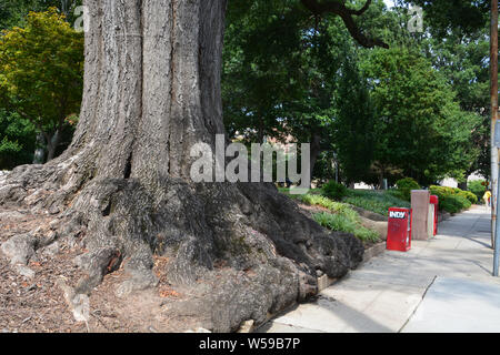 Der Stamm und Wurzeln eines riesigen alten Baum in Raleigh North Carolina Nash Platz. Stockfoto