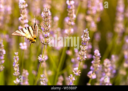 Schöne Pieris rapae Schmetterling am Lavendel. Lavandula im Sonnenlicht in Kraut Feld Stockfoto