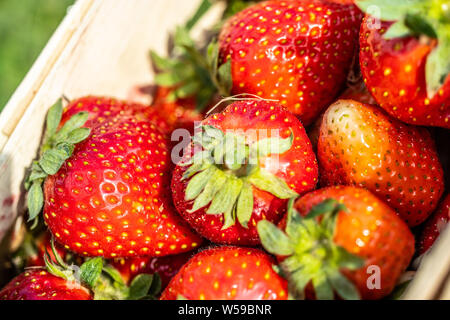 Frische saftige Erdbeeren im Korb. Weidenkorb voller frisch gepflückte Erdbeeren. Jahreszeit Zeit zum essen Erdbeeren Stockfoto