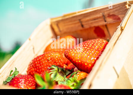 Frische saftige Erdbeeren im Korb. Weidenkorb voller frisch gepflückte Erdbeeren. Jahreszeit Zeit zum essen Erdbeeren Stockfoto
