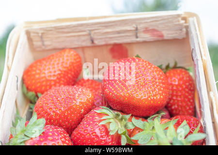 Frische saftige Erdbeeren im Korb. Weidenkorb voller frisch gepflückte Erdbeeren. Jahreszeit Zeit zum essen Erdbeeren Stockfoto