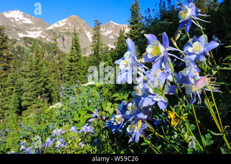 Lila columbine Wildblumen im Sommer in Colorado Rocky Mountain der vierten Juli Trail in der Indian Peaks Wilderness Stockfoto