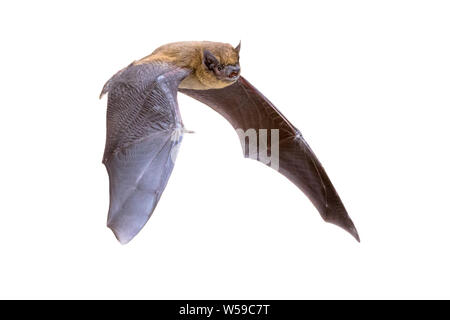 Flying Pipistrelle bat (Pipistrellus pipistrellus) Action Shot der Jagd Tier auf weißem Hintergrund. Diese Sorte ist bekannt für Rast- und l Stockfoto