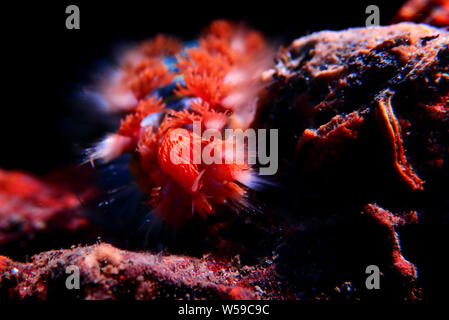 Rote mediterrane Hermodice carunculata Fireworm - Stockfoto