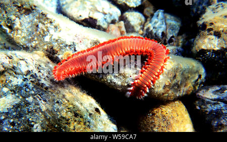 Rote mediterrane Hermodice carunculata Fireworm - Stockfoto