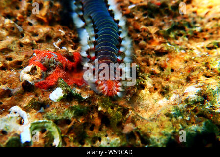 Rote mediterrane Hermodice carunculata Fireworm - Stockfoto