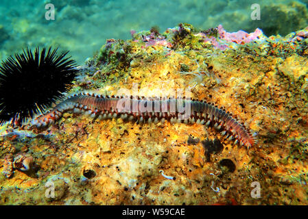 Rote mediterrane Hermodice carunculata Fireworm - Stockfoto