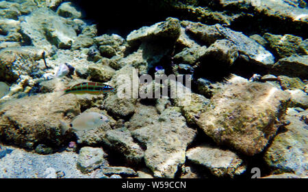 Mediterrane Green Moon wrasse - Thalassoma Pavo Stockfoto