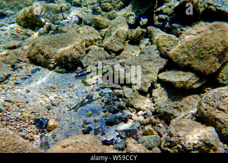 Mediterrane Green Moon wrasse - Thalassoma Pavo Stockfoto