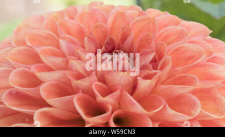 Eine Peach Colour Dahlia Closeup Stockfoto