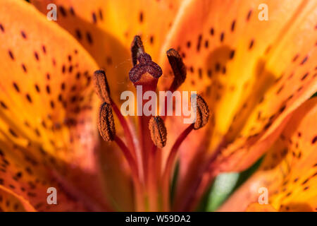 Tiger Lily Makro Stockfoto