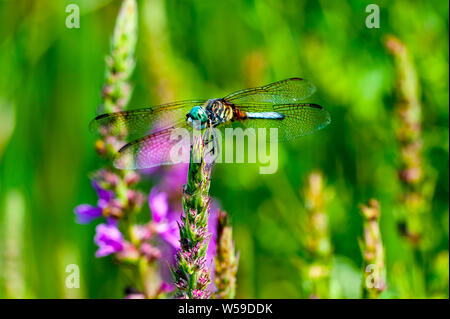 Nahaufnahme Makroaufnahme einer blauen Darner Dragonfly auf eine Anlage in einem großen Lake National Park. Stockfoto