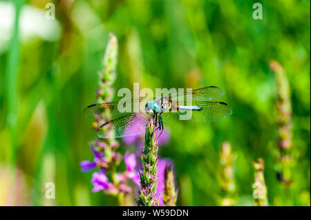 Nahaufnahme Makroaufnahme einer blauen Darner Dragonfly auf eine Anlage in einem großen Lake National Park. Stockfoto