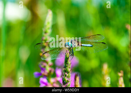 Nahaufnahme Makroaufnahme einer blauen Darner Dragonfly auf eine Anlage in einem großen Lake National Park. Stockfoto
