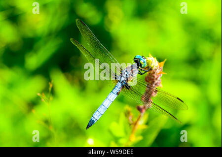 Nahaufnahme Makroaufnahme einer blauen Darner Dragonfly auf eine Anlage in einem großen Lake National Park. Stockfoto