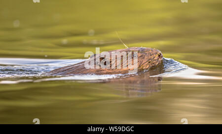 Europäischer Biber (Castor Fiber) Schwimmen in bunten Wasser um Sonnenuntergang im Biesbosch Naturschutzgebiet Niederlande Stockfoto