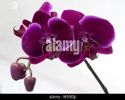 Phalaenopsis Orchidee Stockfoto