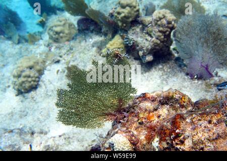 Hervorragendes Beispiel eines grünen Gemeinsame See Lüfter (Gorgonia flabellum) und andere Korallen, Little Bay, Anguilla, BWI. Stockfoto