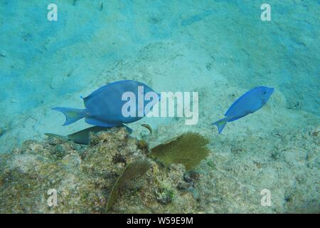 Ziemlich große Blue Tang (Acanthurus coeruleus) und kleinen Freund spielen unter den Ventilator Korallen, Little Bay, Anguilla, BWI. Stockfoto