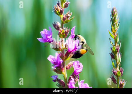 Bumblebee Pollen sammeln von Fuchsia-bunten Blumen. Stockfoto