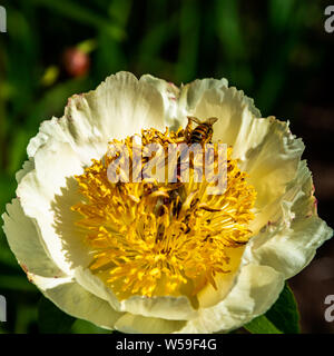 Close-up weiße Pfingstrose Blüte mit den Bienen im Inneren Stockfoto