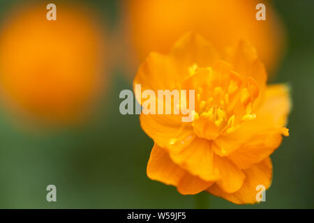 Blühende Blume des intensiven orange-rote Farbe (Trollius asiaticus) in den Wald auf eine unscharfe orange und grün Hintergrund Stockfoto