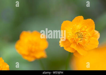 Blühende Blume des intensiven orange-rote Farbe (Trollius asiaticus) in den Wald auf eine unscharfe orange und grün Hintergrund Stockfoto