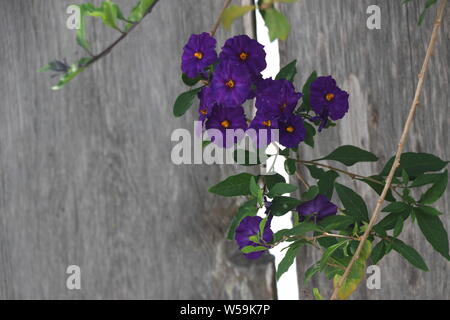 Schöne deep purple Clematis Weinstock von einer alten hölzernen Zaun. Stockfoto