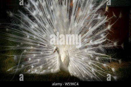 Weißer Pfau öffnen Schwanz Close-up. Pfau Albino. Schwarzen und weißen Hintergrund. Porträt eines weißen Pfau, mit offenen Federn, die Braut die Durchführung d Stockfoto