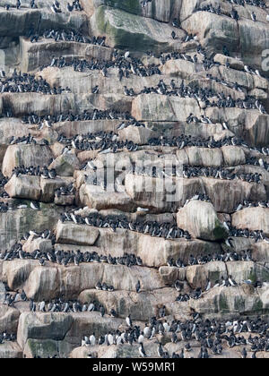 Gemeinsame Murres, Uria aalge, Nesting auf Ariy kamen aus Bering Insel, Kommandeur Inseln, Russland Stockfoto