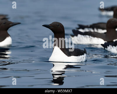 Gemeinsame Murres, Uria aalge, Nesting auf Ariy kamen aus Bering Insel, Kommandeur Inseln, Russland Stockfoto