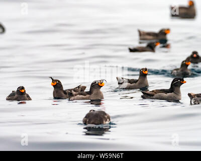 Crested Auklets, Aethia cristatella Ariy kamen, aus der Insel in der Nähe von Bering Insel im Fernen Osten Russiian der Aleutian chain Stockfoto