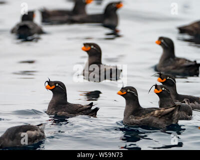 Crested Auklets, Aethia cristatella Ariy kamen, aus der Insel in der Nähe von Bering Insel im Fernen Osten Russiian der Aleutian chain Stockfoto