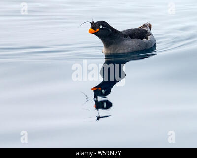 Crested Auklets, Aethia cristatella Ariy kamen, aus der Insel in der Nähe von Bering Insel im Fernen Osten Russiian der Aleutian chain Stockfoto