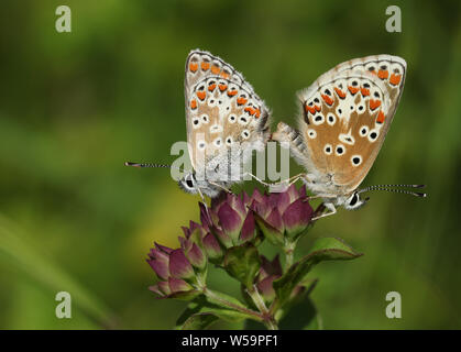 Ein schönes Paar Paarung Brown Argus Schmetterling, Aricia agestis, hocken auf einer Blume auf der Wiese. Stockfoto