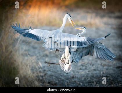 Zwei Heron's Kämpfen um einen Standort zu fischen. Stockfoto