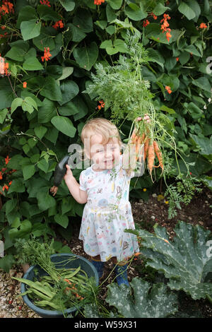 Junges Kleinkind 2-jähriges Mädchen Kleinkind, das Spaß hat, frische Bohnen, Zucchini und Karotten in einem Gemüsegarten zu pflücken Stockfoto