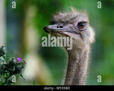 Die strauße sind eine Familie, Struthionidae, der flugunfähigen Vögel. Stockfoto