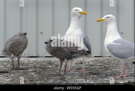 Zwei junge hering Gullds weith Eltern auf das Dach des Gebäudes - Ersatz Cliff. Stockfoto