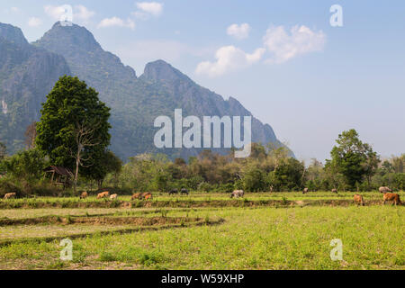 Wunderschöne Aussicht auf Kühe weiden, Ackerland und steilen karst Kalkstein Berge in der Nähe von Vang Vieng, Vientiane, Laos, Provinz an einem sonnigen Tag. Stockfoto