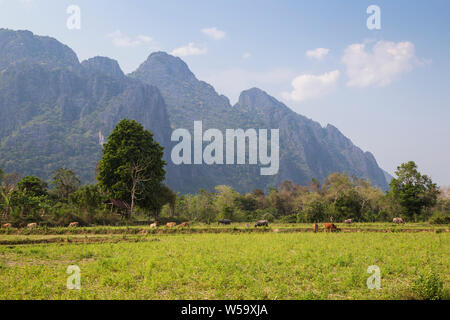 Wunderschöne Aussicht auf Kühe weiden, Ackerland und steilen karst Kalkstein Berge in der Nähe von Vang Vieng, Vientiane, Laos, Provinz an einem sonnigen Tag. Stockfoto