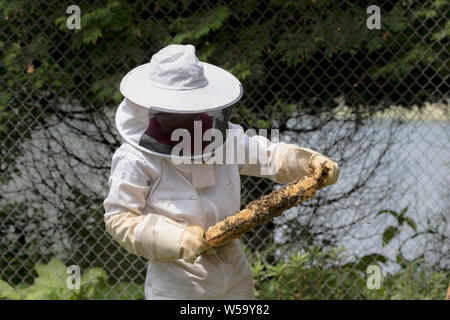 Der Imker prüft Wabe, die Arbeit mit Bienen und sammelt Honig im Garten Stockfoto