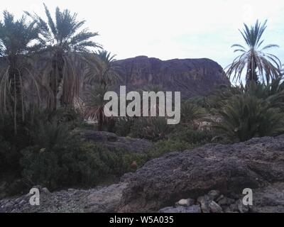 Ein schöner Palmenhain in der Wüste von Ouarzazate, Marokko. Stockfoto