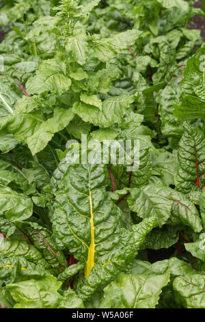 Schweizer Rainbow Mangold im Garten. Stockfoto