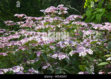 Lacecap Hydrangea macrophylla Strauch Stockfoto