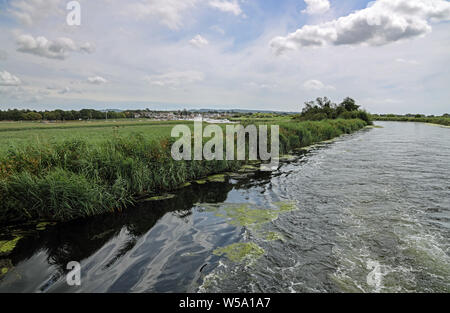 Schilf und Gras Grenze der Exeter Canal, Europ'es Älteste Ship Canal. In der Nähe des Flusses Exe. Stockfoto