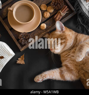 Herbst gemütliche Zusammensetzung mit Ginger cat. Saisonale herbstlicher Gemütlichkeit mit cat, weiches Plaid, Kaffee und Buch. Gemütliches Heim und hygge Konzept, kopieren. Stockfoto